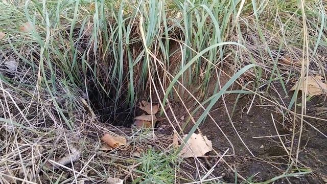 Алтай: первые краски осени смотреть онлайн