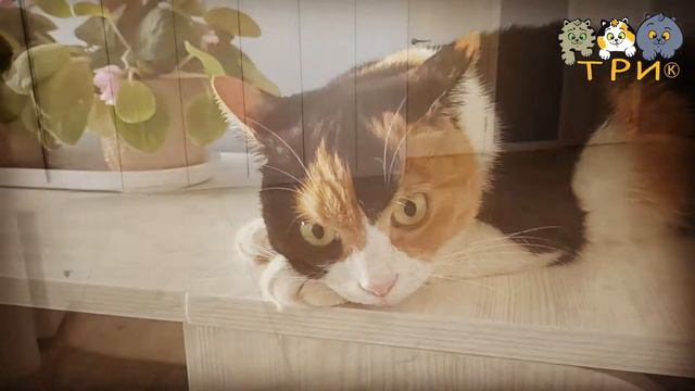 Знакомство: кошечка Тася. смотреть онлайн