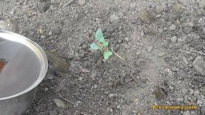 Правильная Посадка Брокколи В Открытый Грунт