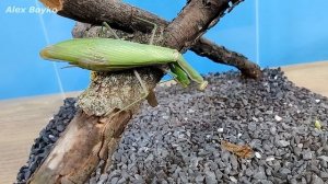 МОЖЕТ ЛИ ОСА УЖАЛИТЬ БОГОМОЛА?