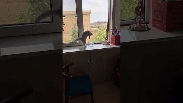 Смешные пушистики / Смешные моменты с животными 2023 /№6 смотреть онлайн