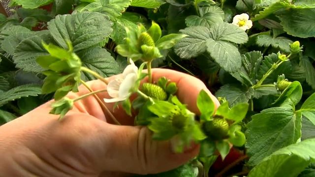 Выращивание садовой земляники в домашних условиях из семян