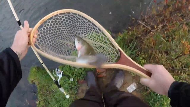 Gulp ALIVE 1v1 Trout Fishing CHALLENGE! Cricket vs Leech!! смотреть онлайн