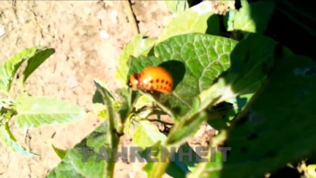 Δορυφόρος της πατάτας - Leptinotarsa decemlineata смотреть онлайн