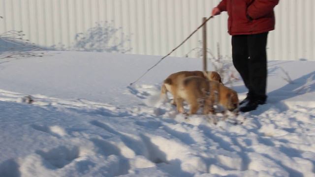 Байса и Бояра из Сердца Алтая, 7.01.2017г.(2 мес.1 нед.)видео2ПРОДАЖА 8-906-965-90-02