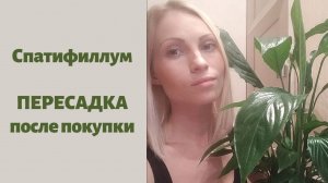 Спатифиллум (женское счастье ?), пересадка после покупки. Залиты корни, что делать?