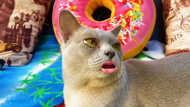 Пол это лава /  Мисс Томирис и друзья играют. Истории для детей #missTomyrisShow