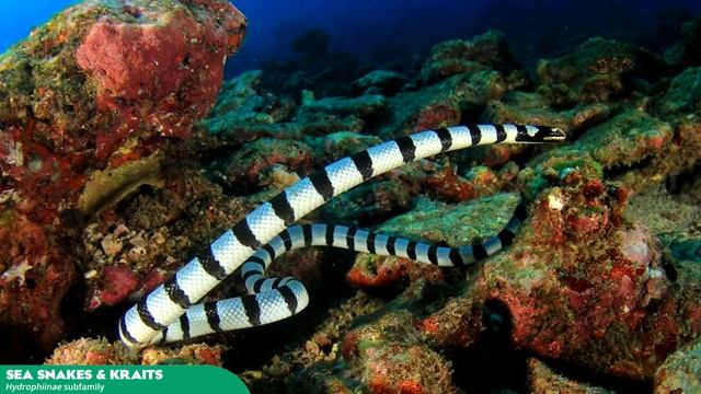 Planet Zoo: Predictions and Wishlist - Aquarium & Oceanarium смотреть онлайн