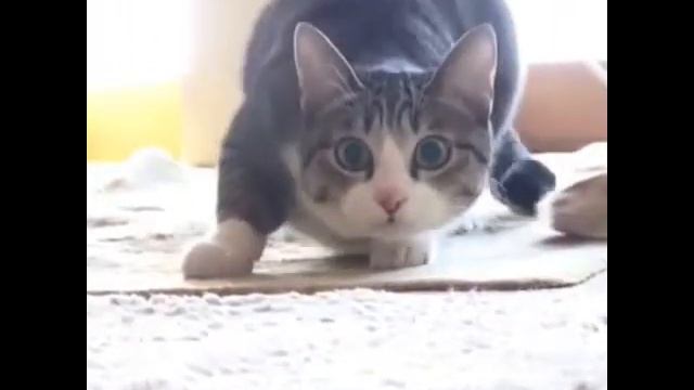 Кот Танцует WIGGLE|Vine смотреть онлайн