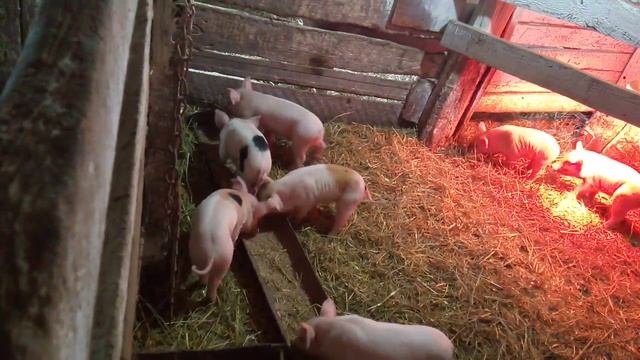 Даем пурину поросятам с раннего возраста/ Пурина это самое лучшее для поросят.