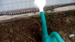 ФИТОСПОРИН/Самое популярное видео о борьбе с болезнями в саду/ПРИМЕНЕНИЕ/ИНСТРУКЦИЯ