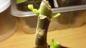 Обрезка Герани. Правила обрезки для пышного цветения.