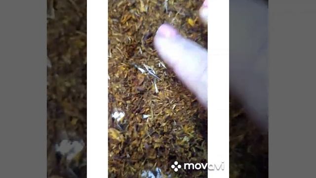 имеретинский шафран смотреть онлайн