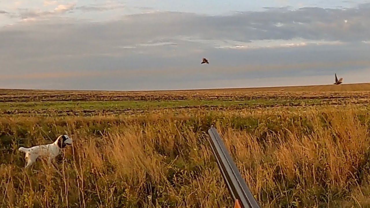 Красивая охота на перепела и куропатку с двумя русскими охотничьими спаниелями смотреть онлайн