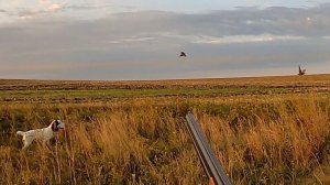 Красивая охота на перепела и куропатку с двумя русскими охотничьими спаниелями