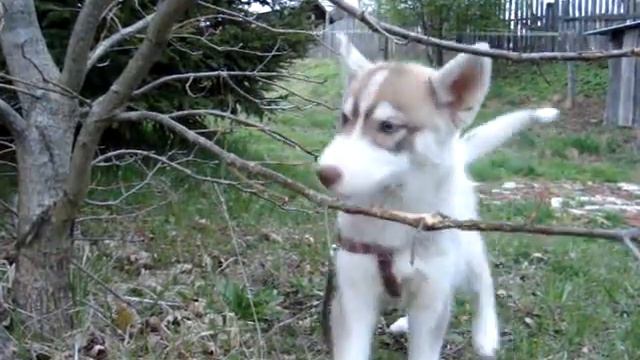 Собака Хаски грызёт дерево дуб. смотреть онлайн