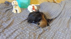 #ЧИХУА КОРМЛЕНИЕ ЩЕНКА ОТ 2 ДО 3 МЕС#СКОЛЬКО КОРМА В СУТКИ В ГРАММАХ СЪЕСТ ЧИХУА#ПИТОМНИКМАРИМИСТИК