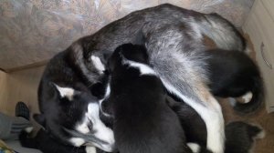 Пейте дети молоко