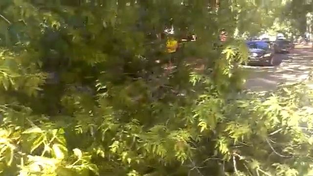 Дерево упало на автомобиль в Набережных Челнах смотреть онлайн