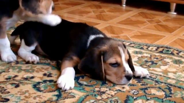 Щенки бигля из помета X. смотреть онлайн