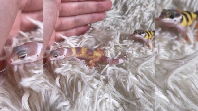 Памятное видео с прошлого сезона разведения эублефаров 2022! смотреть онлайн