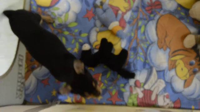 Favoretti Бэмби 4 мес смотреть онлайн