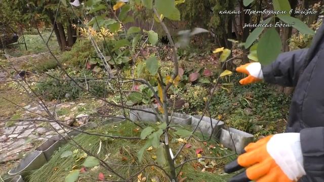 Не обрезайте осенью плодовые деревья смотреть онлайн