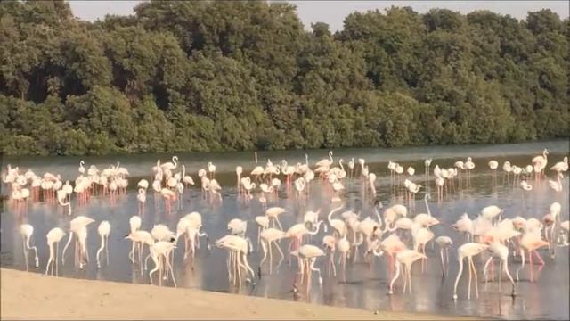 Ras Al Khor Wildlife Sanctuary in Dubai смотреть онлайн