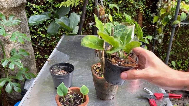 Aglaonema pictum tricolor care and propagation смотреть онлайн