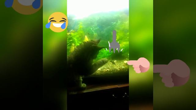 Охота на рыб в аквариуме мейн-кун котёнок смотреть онлайн