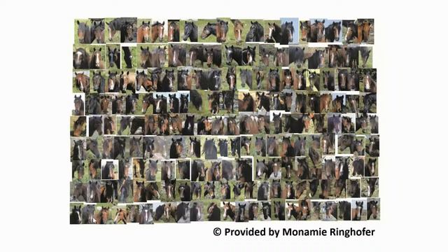 Chimpanzee Intelligence in the Laboratory and in the Wild - Prof. Tetsuro Matsuzawa смотреть онлайн