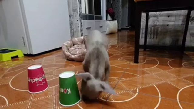 Кручу, верчу, запутать хочу