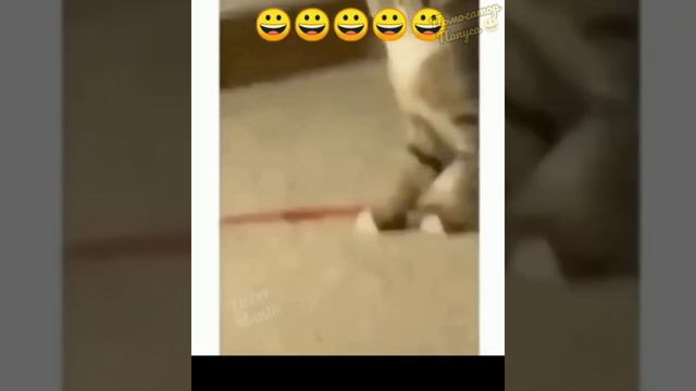 ГОВОРЯЩИЕ КОТЫ 🤪 ЛУЧШИЕ ПРИКОЛЫ С КОТАМИ 😻 СМЕШНЫЕ СОБАКИ 🐶 ПРИКОЛЫ С ЖИВОТНЫМИ 😀 смотреть онлайн