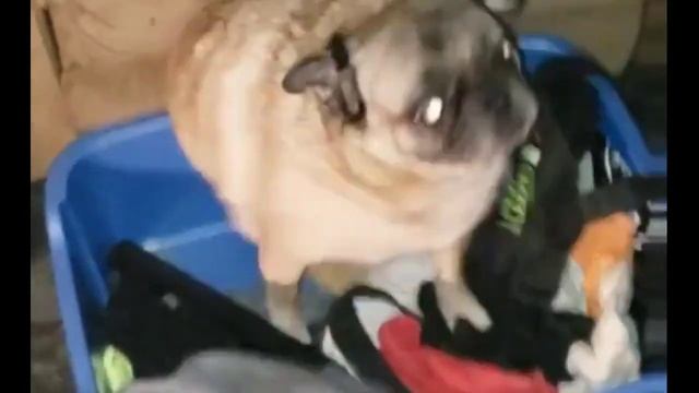 ТАНЕЦ МОПСА ПОДХОДИТ ПОД ЛЮБУЮ ПЕСНЮ!!!!! смотреть онлайн