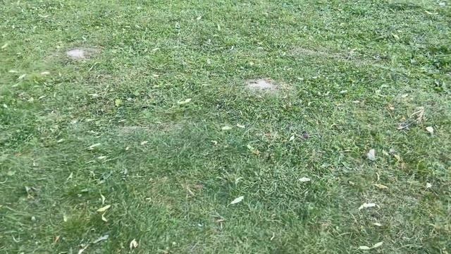 Одно из моих любимых мест - озеро «Круглое». Спасибо, что у вас разрешено с собаками??❤️ смотреть онлайн