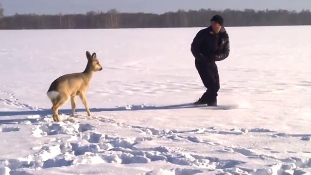 Косуля... смотреть онлайн