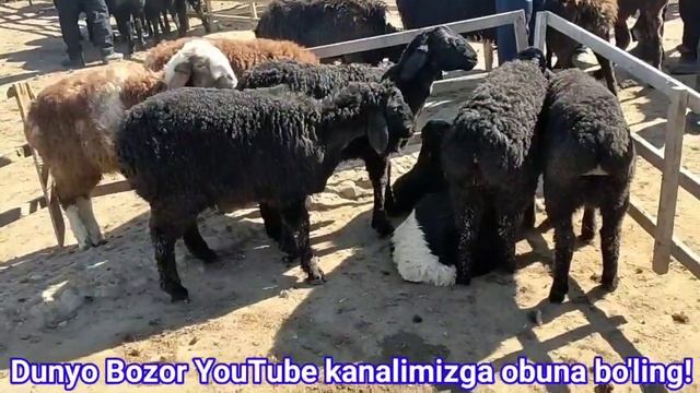 Namangan Viloyati Kosonsoy Tumani Tergachi Qòy Bozori.