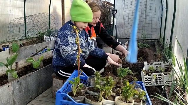 Малина Маравилла в Московской области// Размножение делением смотреть онлайн