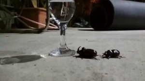 ЖУК-НОСОРОГ домашний