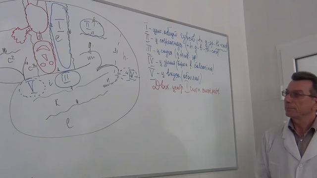 Центры мозговой коры смотреть онлайн