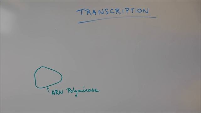 Synthèse des protéines 1 - La Transcription смотреть онлайн