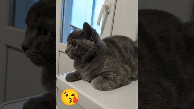 Взросление шотландского кота🐈 смотреть онлайн