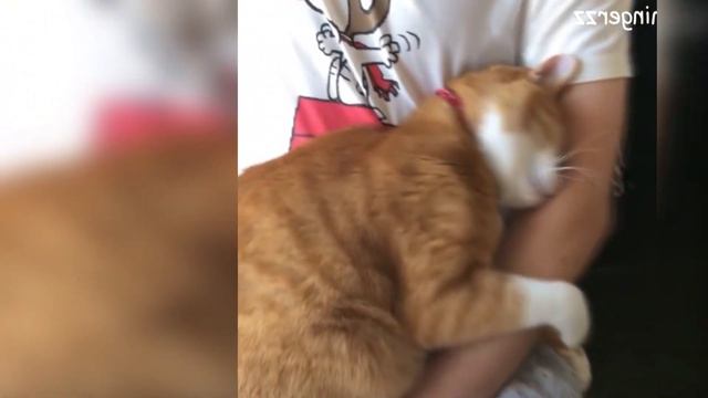 Тайны кошачьего мира. Факты, которые изменят ваш взгляд на пушистых друзей смотреть онлайн