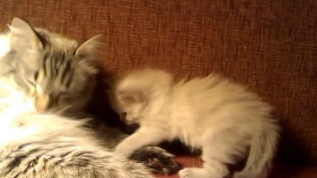Невский маскарадный котенок смотреть онлайн