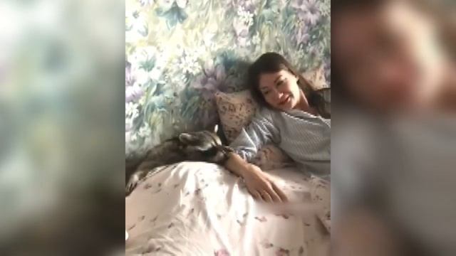 Сибирский кот.