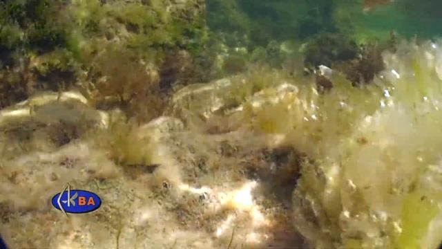 Морская собачка сфинкс. Aidablennius sphynx. Sphynx blenny смотреть онлайн