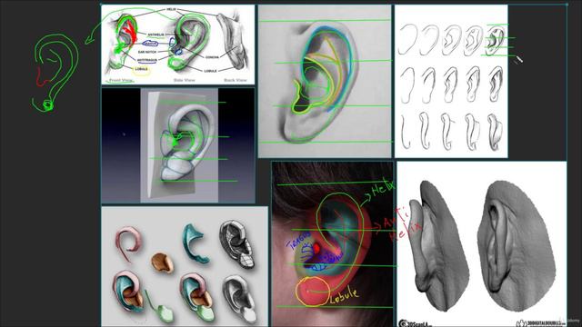 15. Ears Anatomy and Structures смотреть онлайн