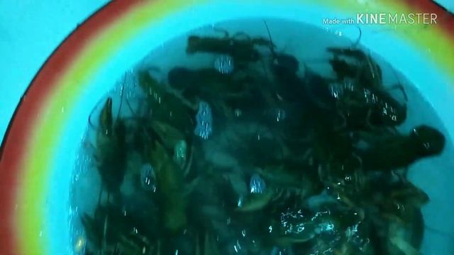 КАК ВАРИТЬ РАКОВ РЕЧНЫЕ РАКИ ВАРИМ РАКОВ ОБЗОР РАКОВ | КАК БЫСТРО ВАРИТЬ РАКОВ смотреть онлайн