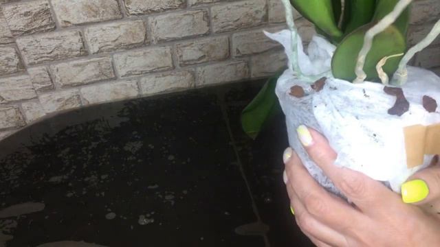 #17 Распаковка посылки с орхидеей на Север. смотреть онлайн