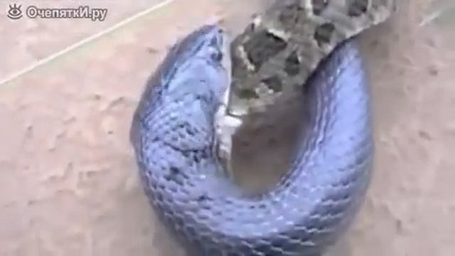 ШОК!!!!!Огромная змея съела человека смотреть онлайн